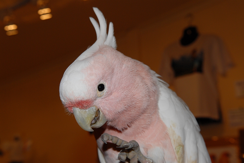 0735 Birdworld Kuranda.jpg